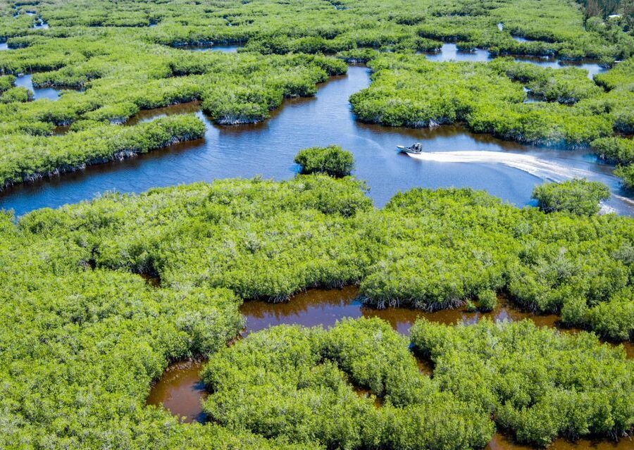 Everglades: Mangrove Maze Airboat Tour and Boardwalk - Wildlife watching in a place that changes with the water