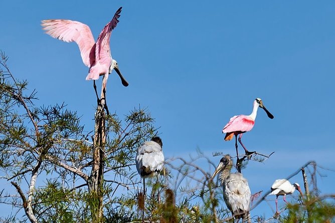 Everglades National Park Biologist Led Adventure: Cruise, Hike + Airboat - Oasis Visitor Center and Big Cypress wildlife stops