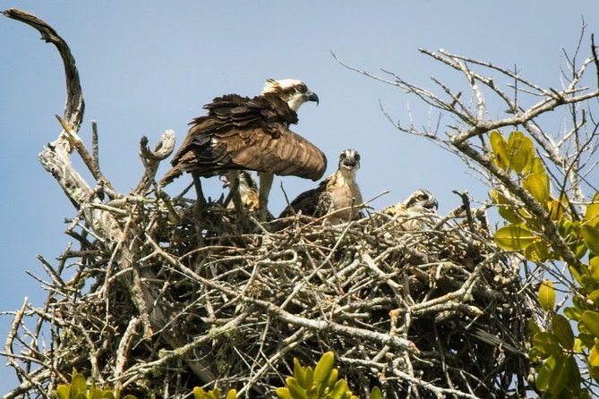 Everglades National Park Biologist Led Adventure: Cruise, Hike + Airboat - The Ten Thousand Islands boat cruise