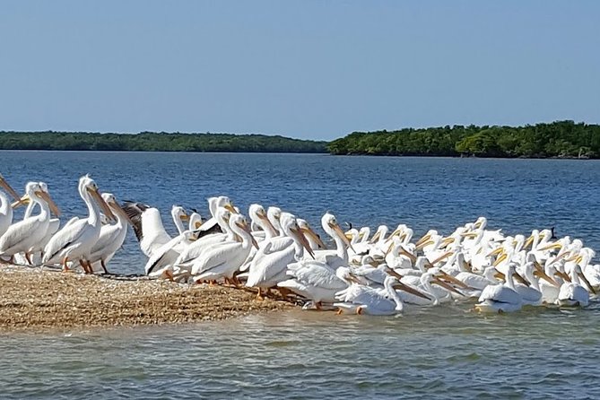 Everglades National Park Biologist Led Adventure: Cruise, Hike + Airboat - What the $295 price really covers