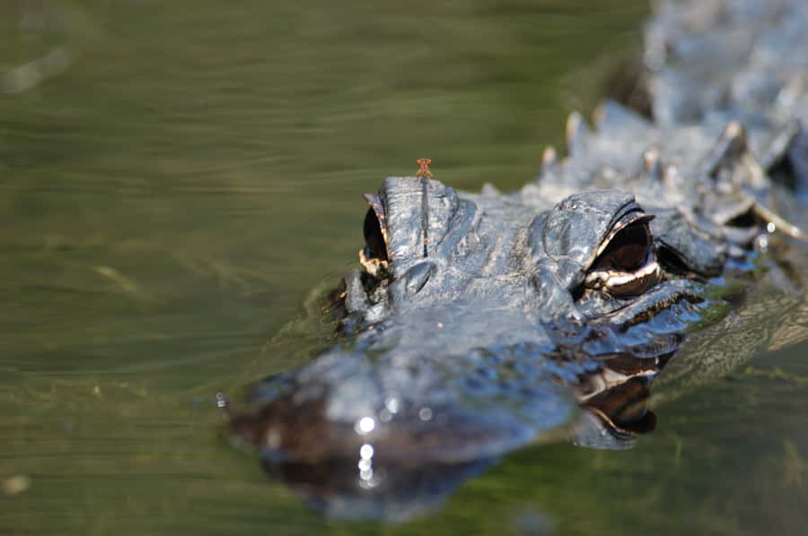 Everglades National Park: Mangrove Tunnel Kayak Eco-Tour - A gentle route through creeks, lakes, and shade
