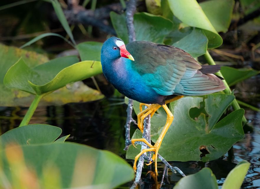 Everglades National Park: Mangrove Tunnel Kayak Eco-Tour - The guide is the real value of the experience