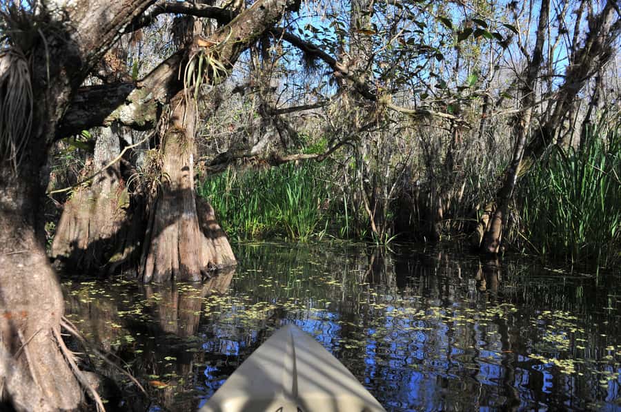 Everglades National Park: Mangrove Tunnel Kayak Eco-Tour - Heat, mosquitoes, and what to bring