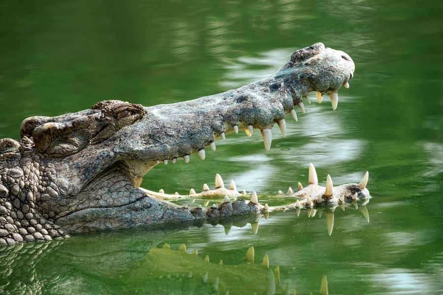 Everglades National Park: Mangrove Tunnel Kayak Eco-Tour - A relaxed pace with enough time to feel worthwhile