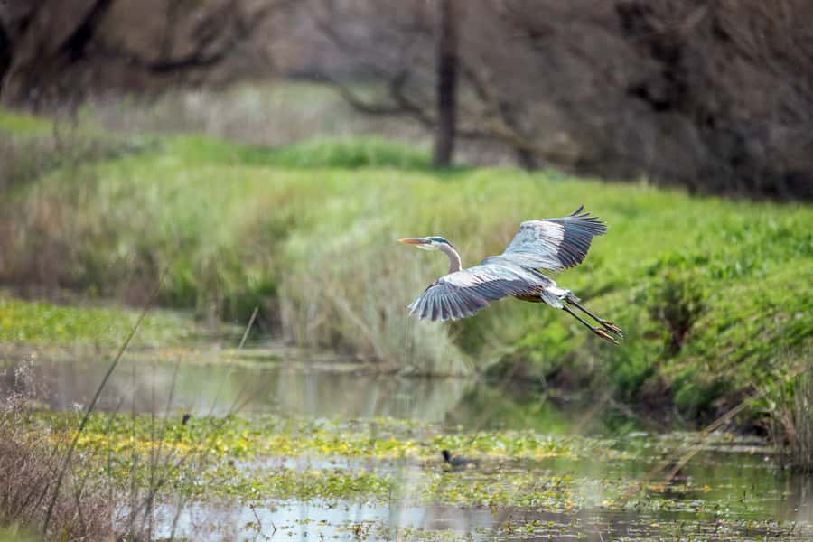 Everglades National Park: Mangrove Tunnel Kayak Eco-Tour - My practical verdict on the $109 price