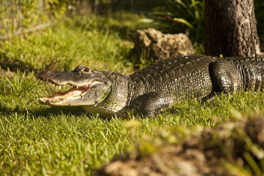Everglades: Sawgrass Park Day Time Airboat Tour & Exhibits - The reptile exhibit and baby alligator encounter