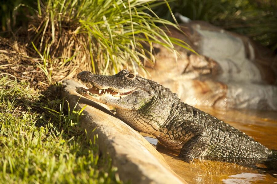 Everglades: Sawgrass Park Day Time Airboat Tour & Exhibits - How much value do you get for $33?