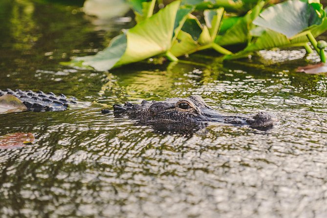 Everglades VIP Airboat Tour with Transportation Included - Reading the River of Grass from an airboat