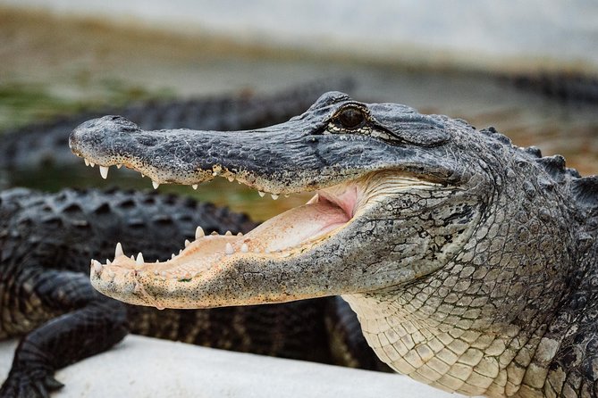 Everglades VIP Airboat Tour with Transportation Included - Wildlife spotting, with realistic expectations