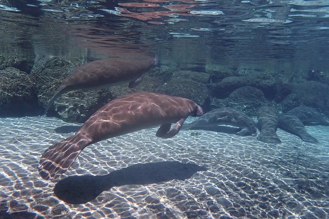Exclusive Small Group VIP Heated Manatee Snorkel Tour - Guides, captains, and the human side of the trip