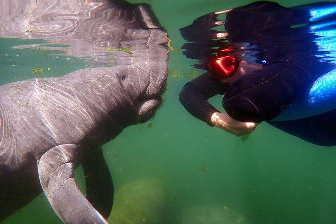 Exclusive Small Group VIP Heated Manatee Snorkel Tour - Is $108.93 a fair price?