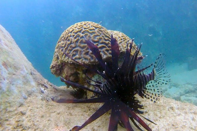 First-Time Scuba Diving in Honolulu + Free Videos - The guides make the biggest difference