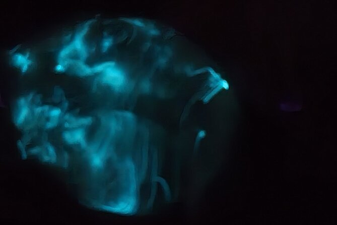 Florida Bioluminescence Kayaking Tour (Titusville) - The practical cost of a $65 night out