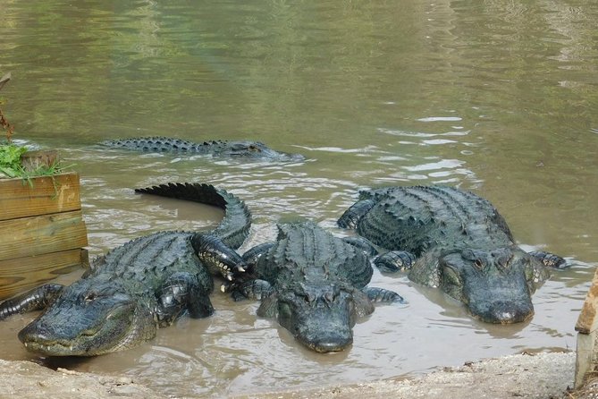 Florida Everglades Airboat Tour and Wild Florida Admission with Optional Lunch - Leaving Orlando for the Central Florida Everglades