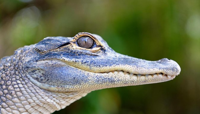 Florida Everglades Airboat Tour and Wild Florida Admission with Optional Lunch - The optional barbecue lunch and alligator souvenir