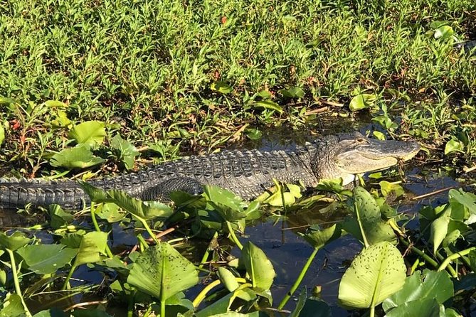 Florida Everglades Airboat Tour and Wild Florida Admission with Optional Lunch - What the 30-minute and one-hour rides feel like