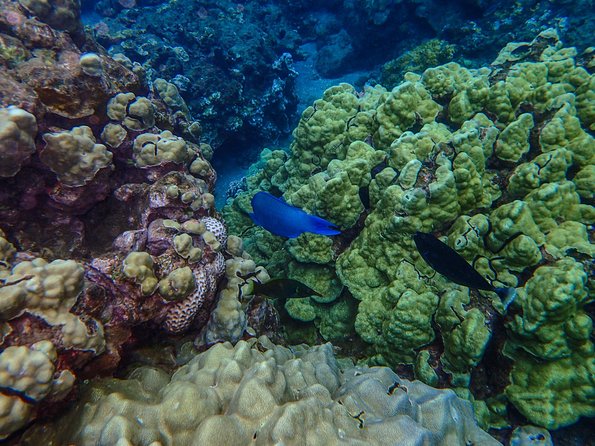 Four Winds Molokini Snorkeling Tour from Maalaea Harbor - Lunch, drinks, and the one food warning