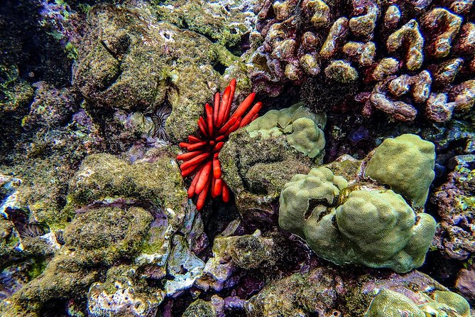 Four Winds Molokini Snorkeling Tour from Maalaea Harbor - Is $202.59 good value?