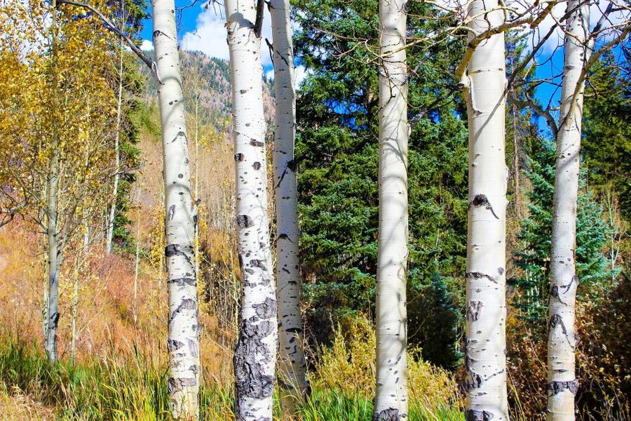 From Denver: Red Rocks, Evergreen, and Echo Lake Tour - Why this half-day mountain trip works