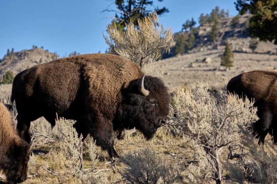 From Jackson: Half-Day Grand Teton National Park Tour - Oxbow Bend and the best wildlife chances