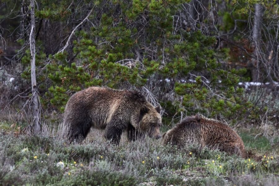 From Jackson: Half-Day Grand Teton National Park Tour - Snake River Overlook, Deadman’s Bar, and Elk Ranch Flats