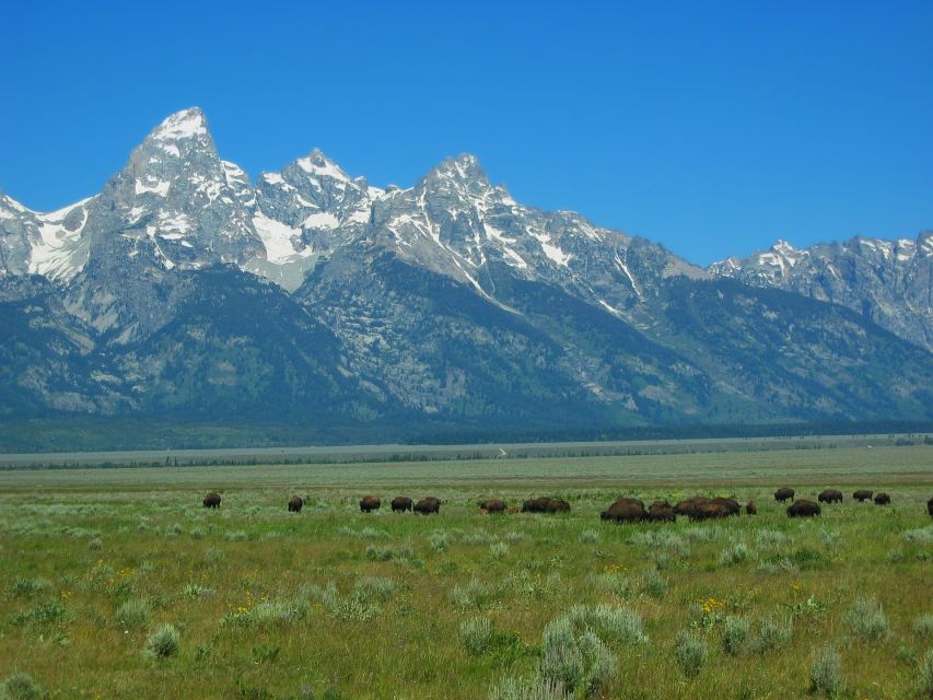 From Jackson: Half-Day Grand Teton National Park Tour - How much ground can four hours cover?
