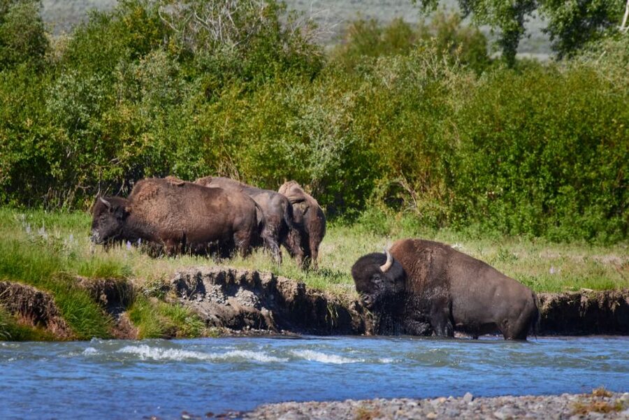 From Jackson: Half-Day Grand Teton National Park Tour - Pickup in Jackson or Teton Village