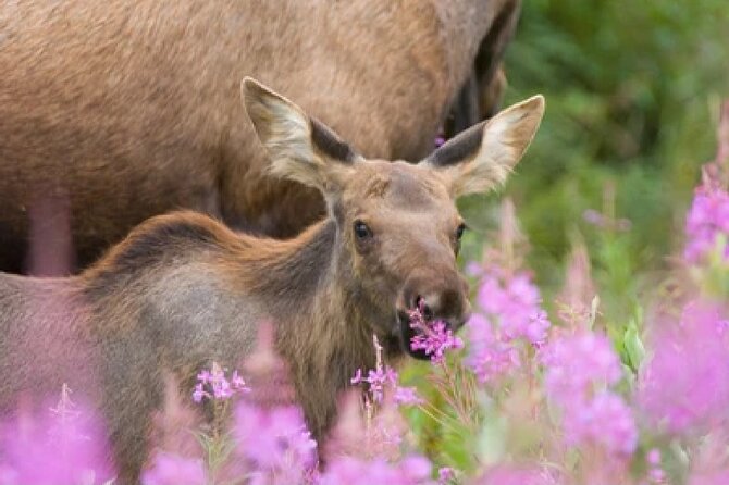 From Jackson Hole: Yellowstone Old Faithful, Waterfalls and Wildlife Day Tour - Why this Jackson Hole to Yellowstone tour works