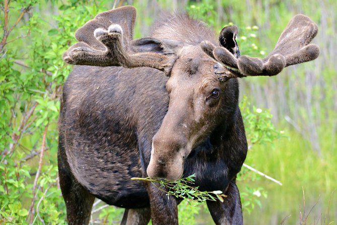 From Jackson Hole: Yellowstone Old Faithful, Waterfalls and Wildlife Day Tour - Lunch, comfort, and the long return