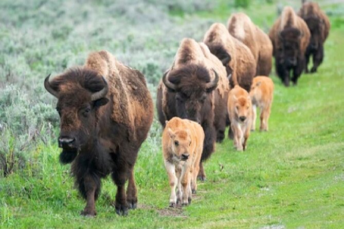 From Jackson Hole: Yellowstone Old Faithful, Waterfalls and Wildlife Day Tour - What the $329 price really buys you