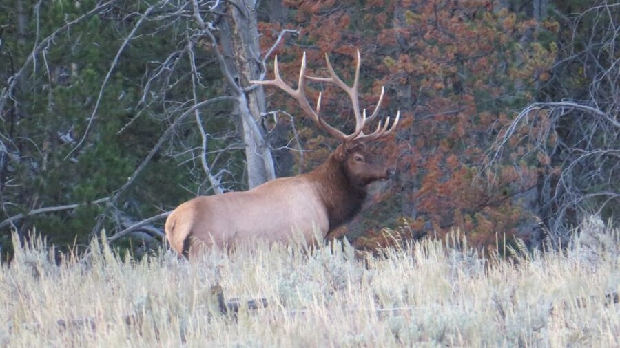 From Jackson: Yellowstone Day Tour Including Entrance Fee - Is $355 a fair price?