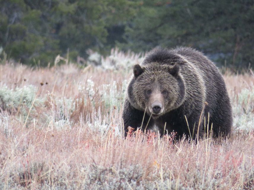 From Jackson: Yellowstone Day Tour Including Entrance Fee - A 12.5-hour route from Jackson to Yellowstone