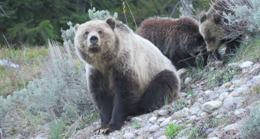 From Jackson: Yellowstone Day Tour Including Entrance Fee - Old Faithful and Yellowstone’s geothermal heart