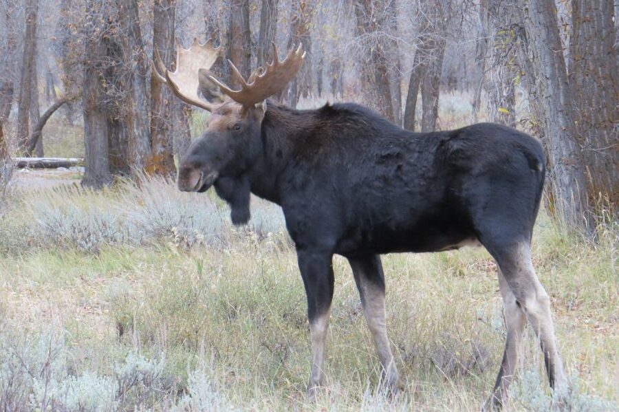 From Jackson: Yellowstone Day Tour Including Entrance Fee - Fountain Paint Pots and Yellowstone’s strange colors
