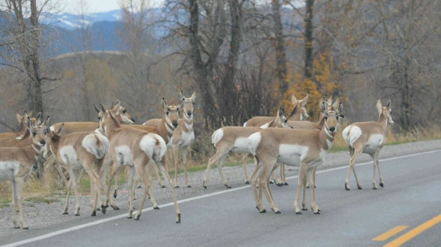 From Jackson: Yellowstone Day Tour Including Entrance Fee - Hayden Valley, wildlife, and the value of binoculars