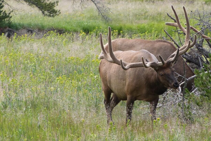 From Jackson: Yellowstone National Park Day Trip with Lunch - What the guide adds to the $325 price