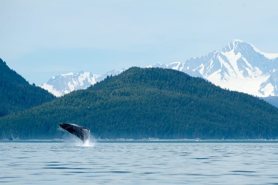 From Juneau: Whale Watching Cruise with Snacks - Key points to know before booking