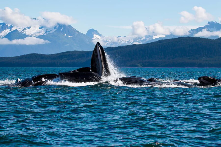 From Juneau: Whale Watching Cruise with Snacks - Choosing the right channel for whales