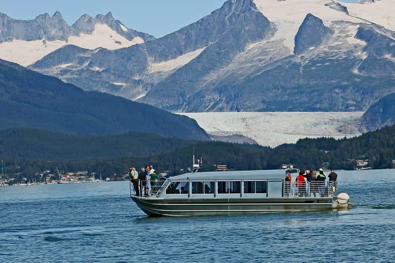 From Juneau: Whale Watching Cruise with Snacks - More than humpbacks: the wildlife list