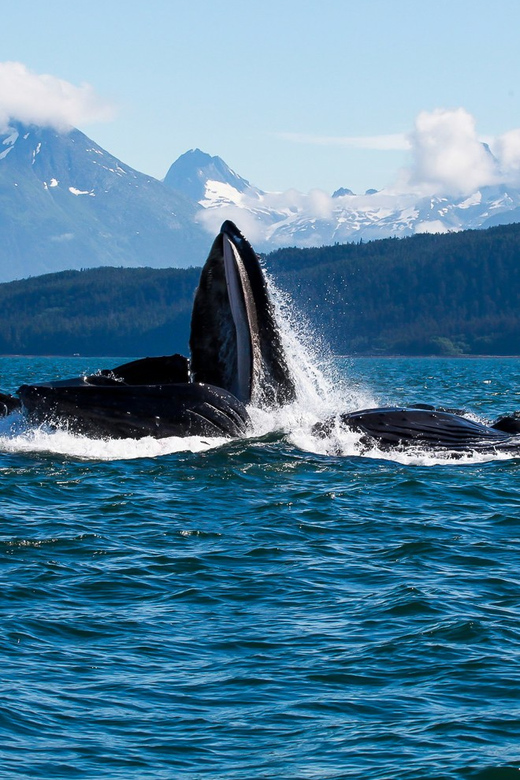 From Juneau: Whale Watching Cruise with Snacks - Is $154 a fair price?