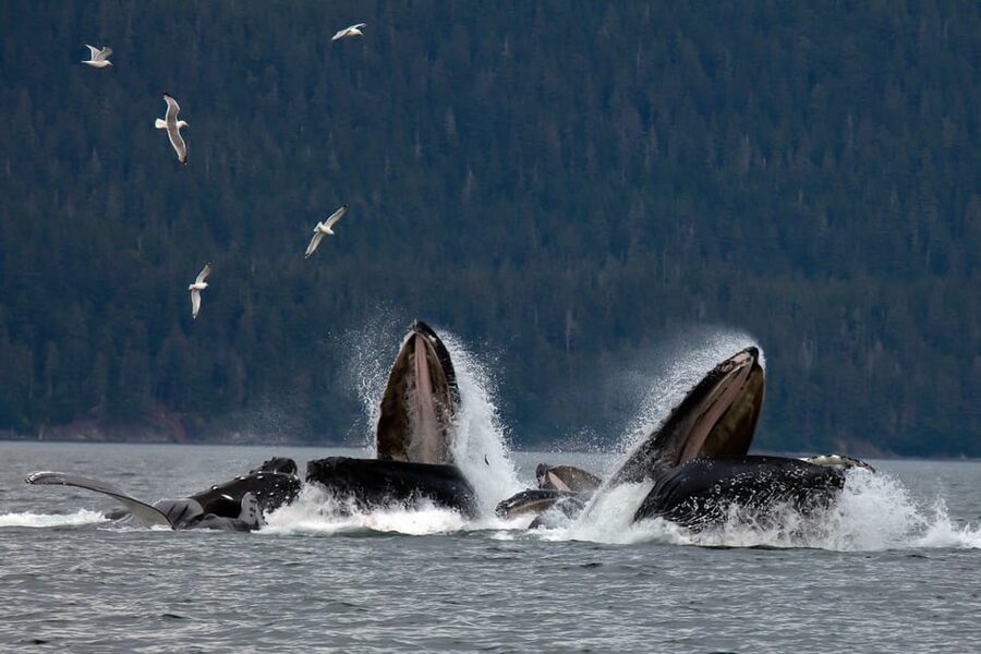 From Juneau: Whale Watching Cruise with Snacks - Who should choose this whale cruise?