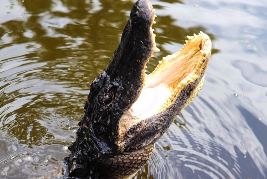 From Lafitte: Swamp Tours South of New Orleans by Airboat - From New Orleans to the Lafitte marshes
