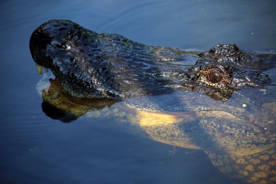 From Lafitte: Swamp Tours South of New Orleans by Airboat - Tiny canals and secluded swamp views