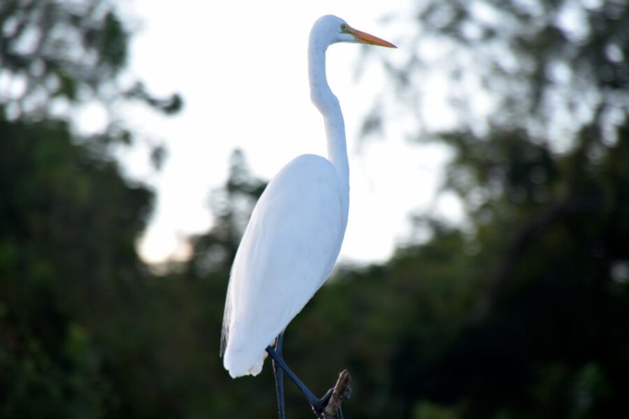 From Lafitte: Swamp Tours South of New Orleans by Airboat - Finding alligators in their natural surroundings
