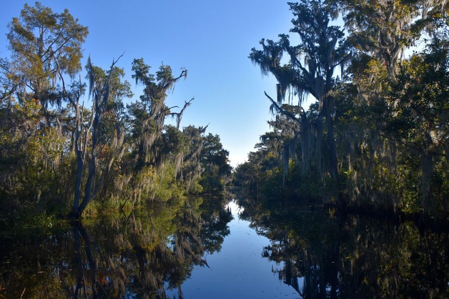 From Lafitte: Swamp Tours South of New Orleans by Airboat - Birds, turtles, raccoons, and the wider wetland