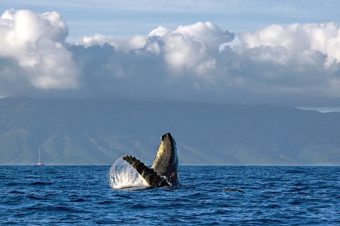 From Maalaea: Whale Watching Tour Aboard the Quicksilver - Listening to whale songs underwater