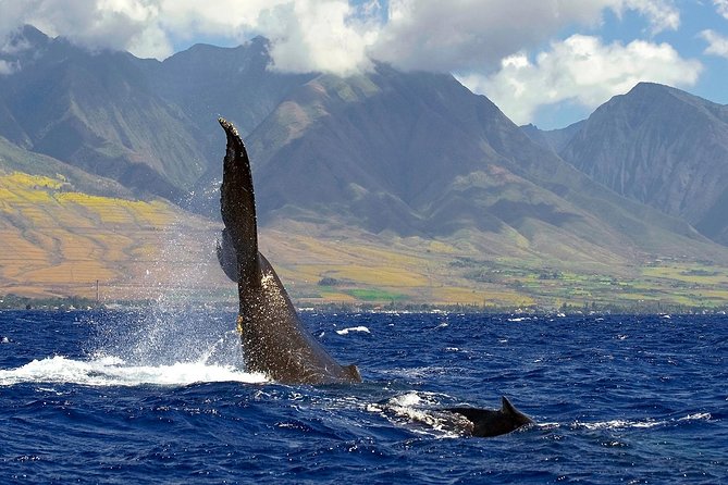 From Maalaea: Whale Watching Tour Aboard the Quicksilver - Seating, shade, drinks, and family comfort