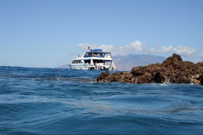 From Maalaea: Whale Watching Tour Aboard the Quicksilver - How good is the whale viewing?
