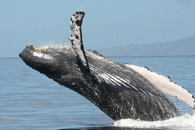 From Maalaea: Whale Watching Tour Aboard the Quicksilver - Is $49.95 a fair price?