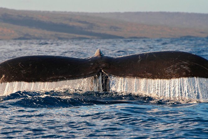 From Maalaea: Whale Watching Tour Aboard the Quicksilver - The best time to choose your departure